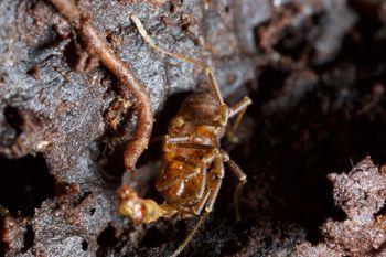 Media type: image;   Invertebrate Zoology 138126